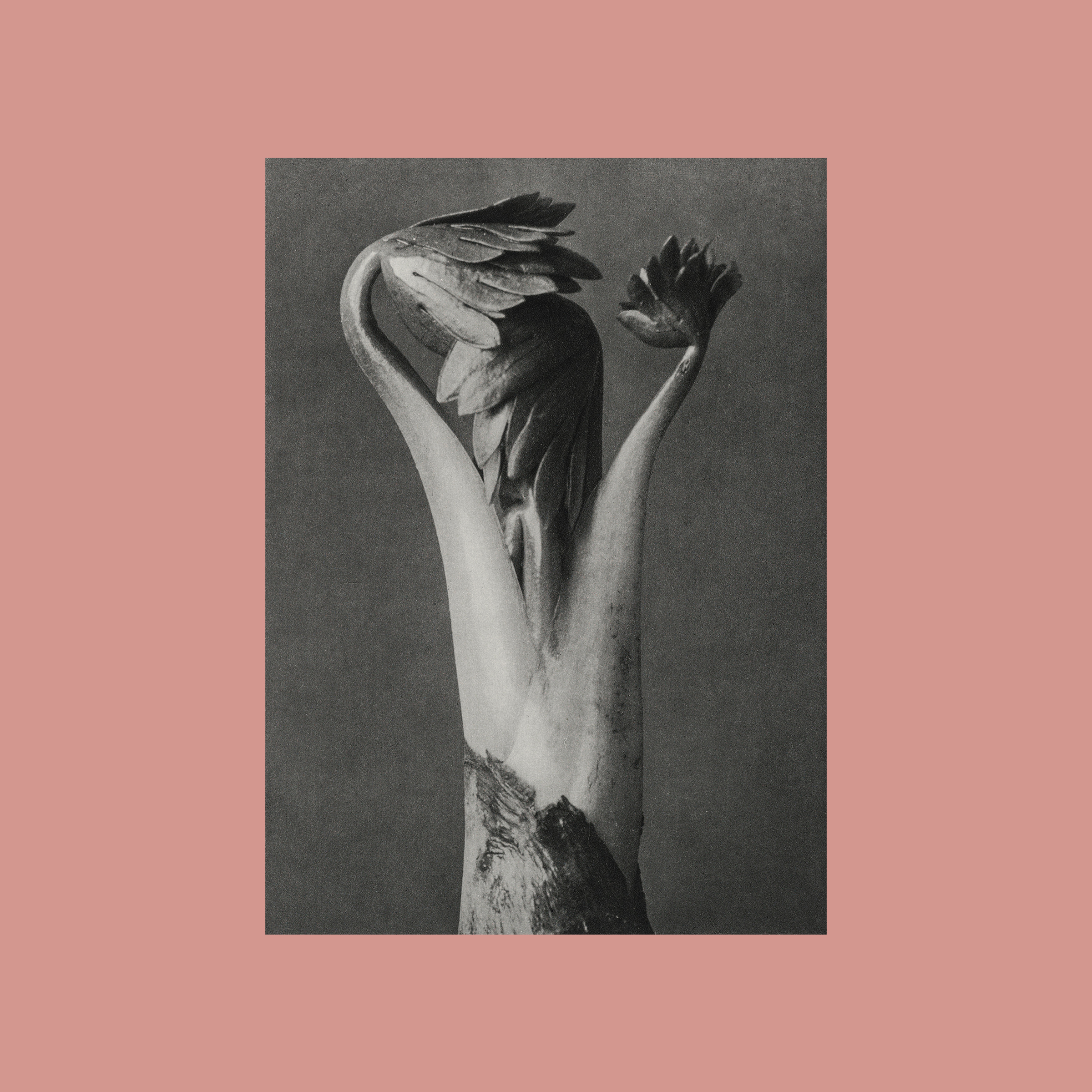 Cosmin TRG - Fizic 008